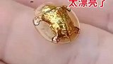 金色外壳的虫子，太漂亮了