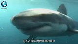 男子游泳被鲨鱼咬了一口，送医院一检查，全家却要感谢这条鲨鱼