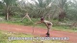 印度老人抓住眼镜蛇，蛇头开洞用力一挤，挤出几万元“蛇石”？