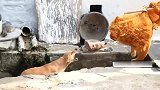 真没想到狗子的胆子居然这么小！