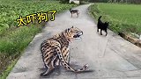 在马路上画只猎豹，狗看到吓得都不敢过了
