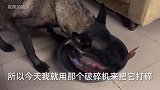 用4斤的鱼喂马犬，狗狗边嚼边吞越吃越猛，就像母猪吃食似的！
