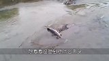 暴雨后，一条巨大的鱼搁浅河中，村民走近察觉不对劲