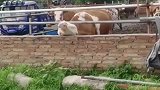 近日内蒙古牛牛展现吃草绝技