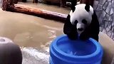 一方水土养一方熊猫，俄罗斯养的功夫熊猫