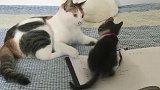猫：快写作业，不然妈妈要收拾你！