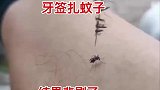 牙签扎蚊子，结果悲剧了