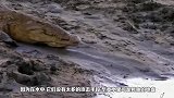狮子过河遭到鳄鱼袭击，鳄鱼一口咬在狮子身上，结果狮子悲剧了