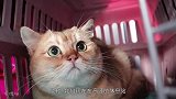 胆小猫咪来到新家，害怕地藏起来，主人只好喂了猫薄荷