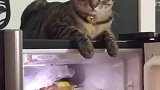 猫咪坐在冰箱上面就是不让把门关上