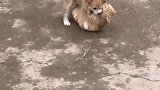 猫：你放开我，我才不给你玩儿！