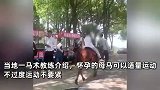 游客质疑景区虐待动物，用怀孕母马载客赚钱，景区：不是景区里的项目