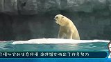 北极熊在水里放了个屁，游客都看懵了，生化武器来得太突然