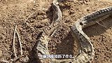 臭河沟发现神秘毒蛇，检查尸体发现三处致命伤，好像腹部炸裂而亡