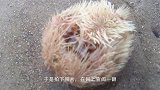 男子潜水时被袭击，感觉背上传来剧痛，上岸后家人高兴了