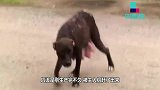 为了救治小奶狗，狗妈妈在大街上不断大叫，结局让人泪崩