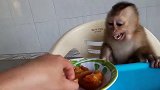 小猴子：水果还是香蕉最好吃
