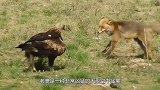 老鹰把人当做猎物，对着男子穷追猛打，镜头拍下惊险全过程！