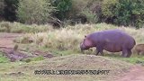 鬣狗撕扯着野牛的肚子，野牛视死如归，只求给个痛快！