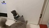主人陪猫咪们玩耍，小胖妹最聪明，小流浪猫努力蹦跳的样子太可爱
