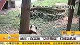 武汉：真实版功夫熊猫打败蓝孔雀