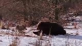 雪地之狼：棕熊从狼嘴里夺食，狼发飙怒怼，棕熊一巴掌把狼挠半死