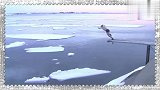 视频公司-这人秒杀战斗民族 冰天雪地里玩冬泳跳冰块