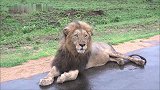狮王老了，但是仍旧坚守狮群，巡逻归来就有大餐等着