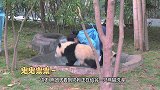 大熊猫得到摇椅，舒服坐在椅子上翘二郎腿，网友：隔壁你二大爷！