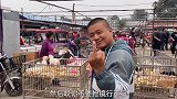 金毛被独自丢弃在狗市，看不到主人委屈的趴在角落，不愧是忠犬！
