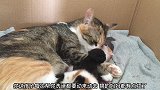 猫妈妈用暴力行为照顾猫咪，一乱动就会被咬