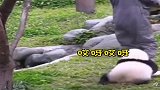熊猫宝宝：快来人啊，偷熊猫啦！