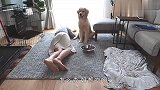 女主人刚准备好饭就晕倒了，金毛看后啥反应？太暖了