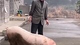 待宰猪三步一跪，仿佛在求主人放它一条生路