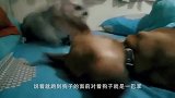 主人给橘猫买个“充气猫”，结果猫咪一巴掌把它拍漏气，太搞笑了