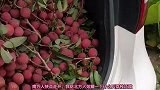 爆笑：南方人快点走开，我给北方人炫耀一下，什么叫荔枝泛滥！