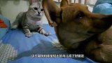 野生浣熊闯入民宅，进屋对着猫咪一顿撸，镜头拍下搞笑瞬间
