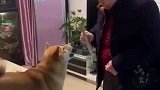 为口吃的，狗子外语都学会了