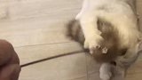 今天就和这个逗猫尾巴杠上