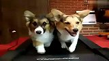 [搞笑]柯基犬也玩跑步机
