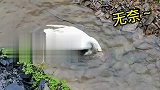 这么大了，还不会游泳