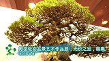 殿堂级盆景艺术作品展，浓缩大自然的美景，无价之宝，爱不释手