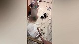 萌宠搞笑瞬间串烧，笑死铲屎官