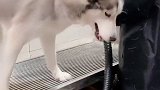 这是洗澡 还是杀狗