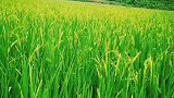 自己种田，自己养猪，管它猪肉涨不涨价