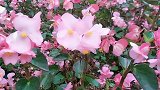 初春的广东正是百花争艳时，带你看看莲花山的百花齐放