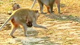 刚出生的小猴子变成这样？母猴感到内疚和痛苦！