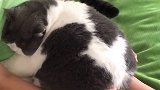 挑战全网最肥的喵肥猫