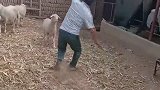 羊：这该死的老头，不给你点颜色看看，你不知马王爷有三只眼！