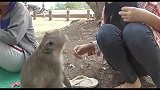 小猴子和美女“打招呼”，猴子的眼神真是太有戏了，真是可爱